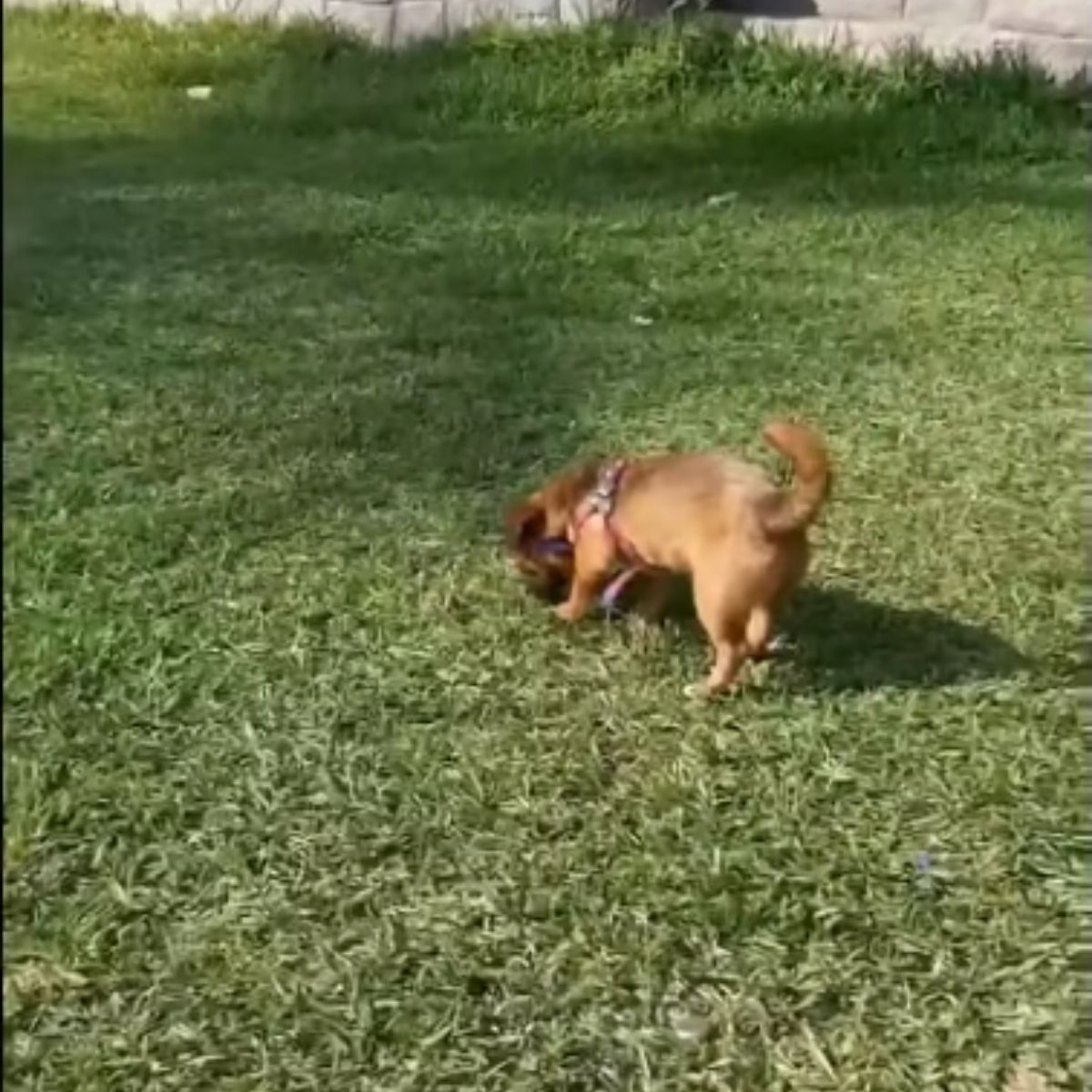 puppy standing on the grass