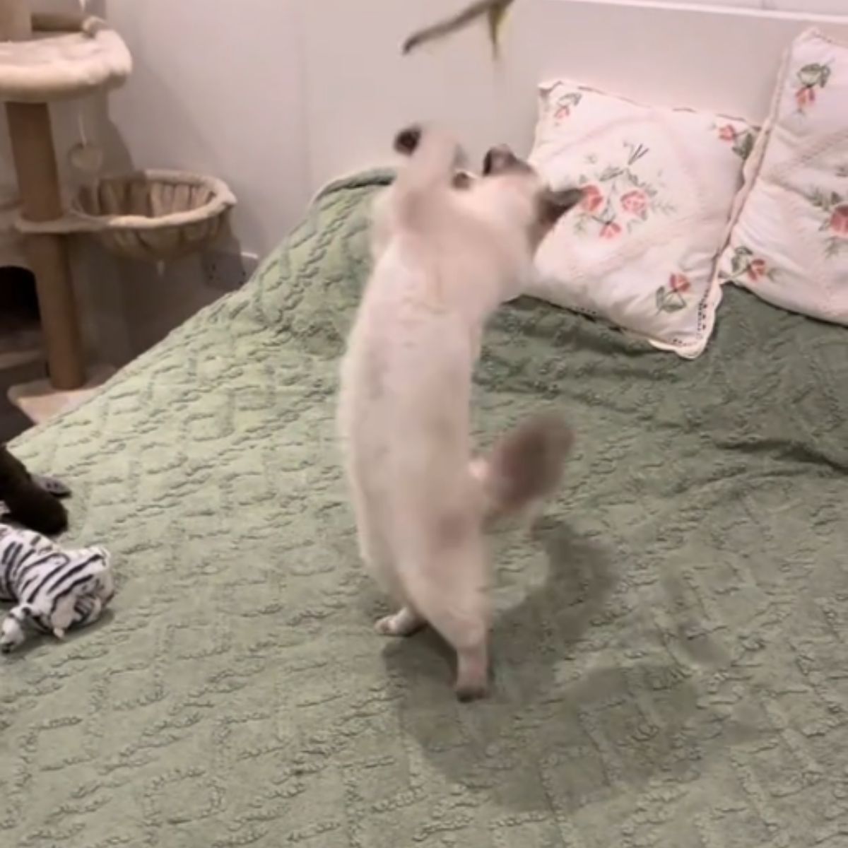 ragdoll cat standing on a two legs