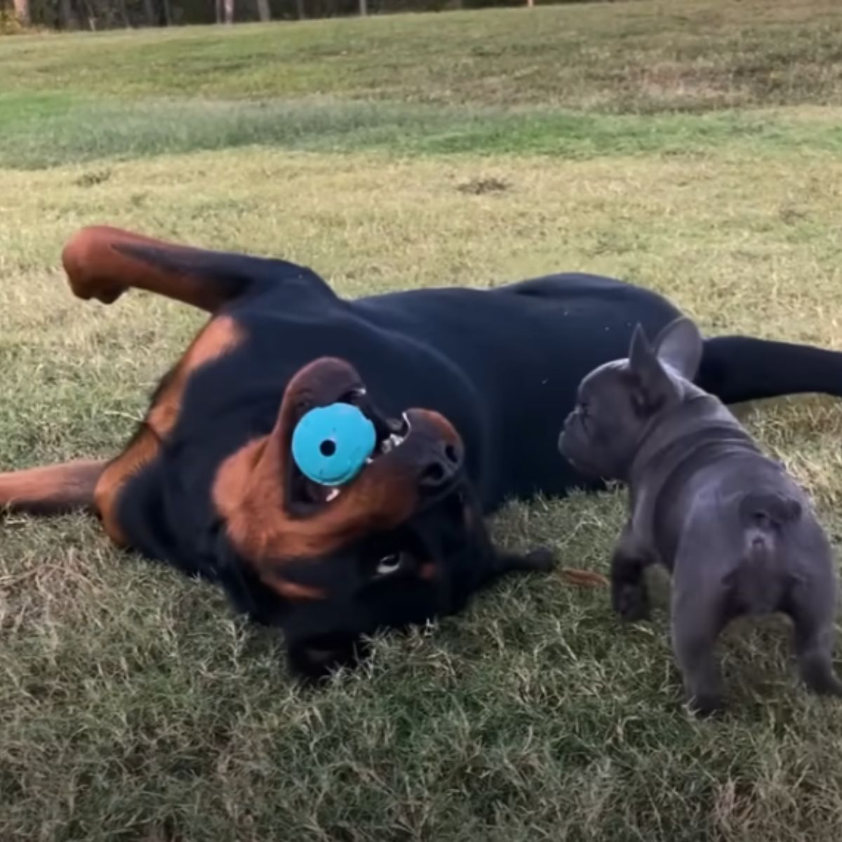 rottweiler and frenchie puppy playing outside