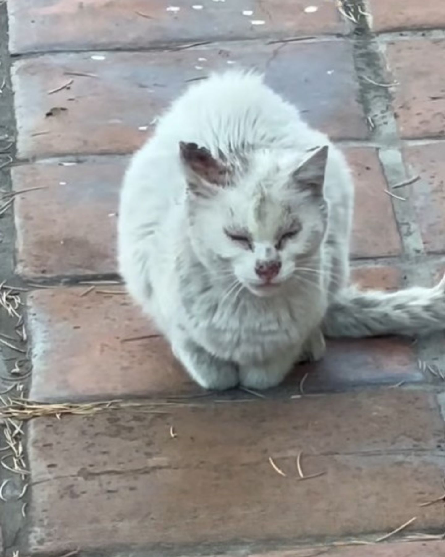 sad and sick white cat