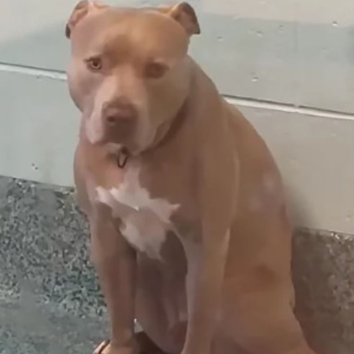 sad dog in shelter