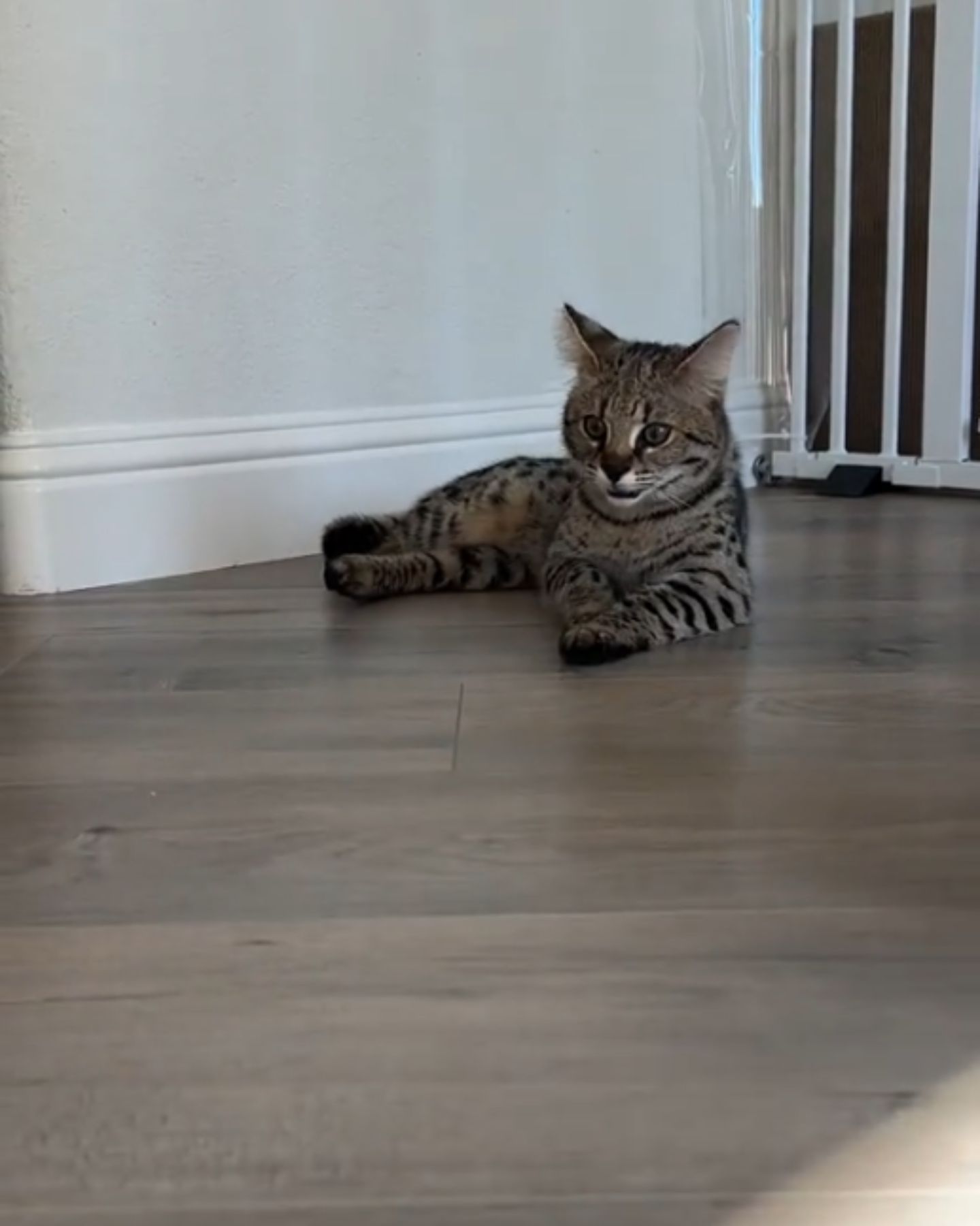 savannah cat laying down