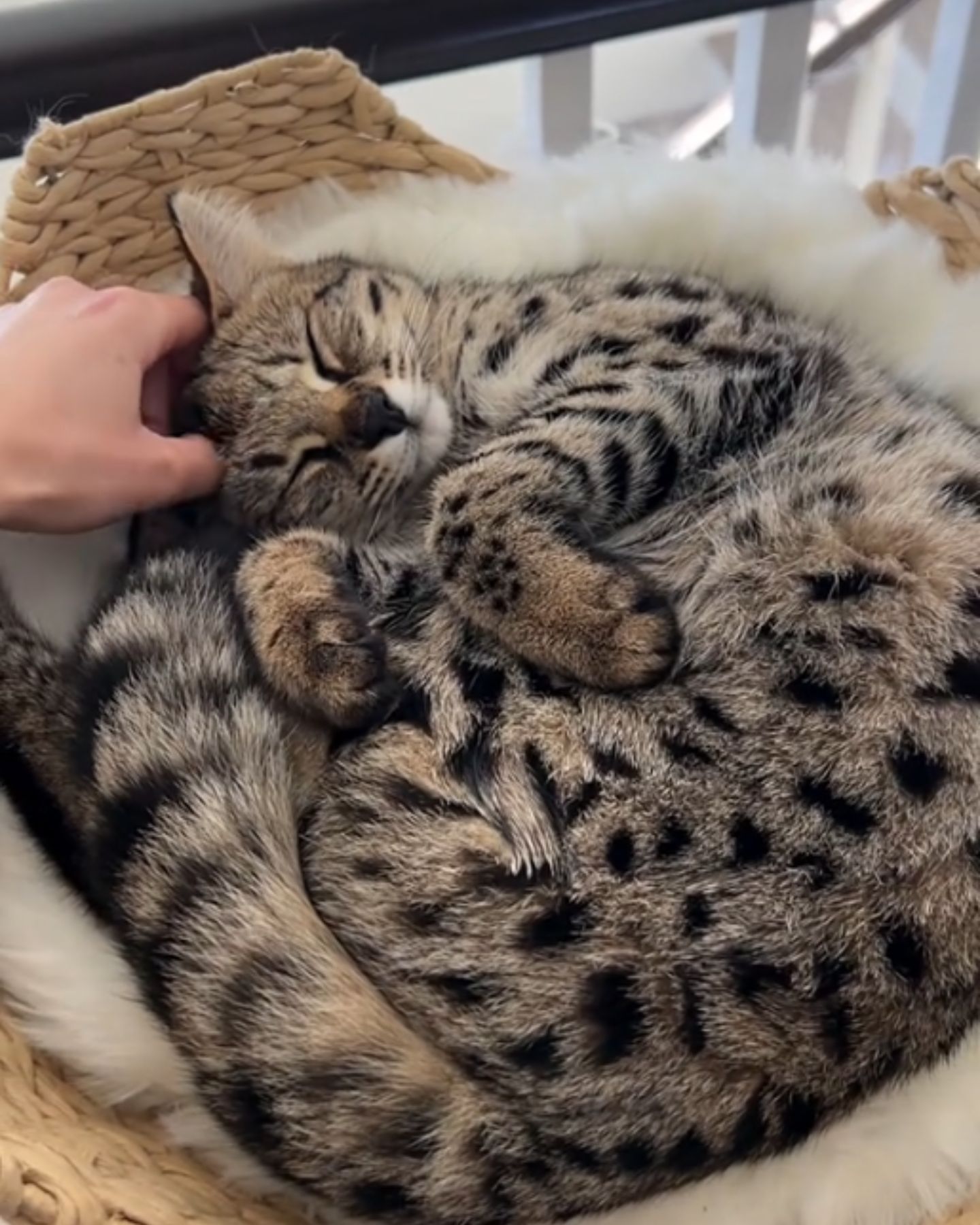 savannah cat sleeping