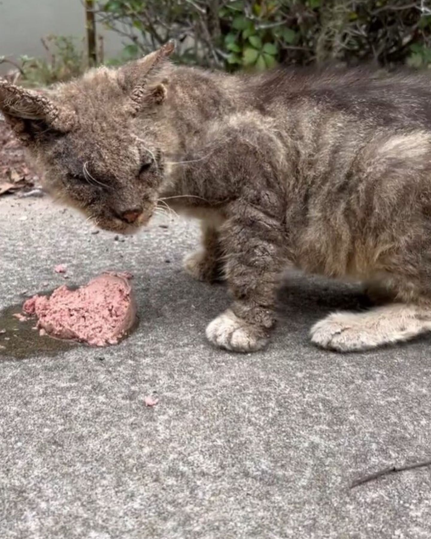 stray cat and food