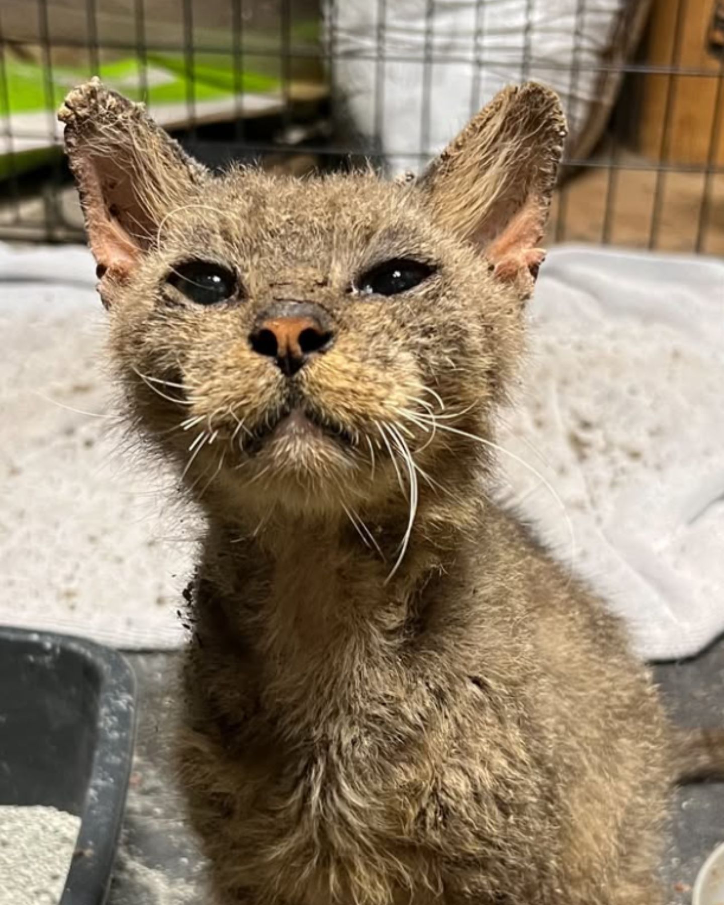 stray cat in crate