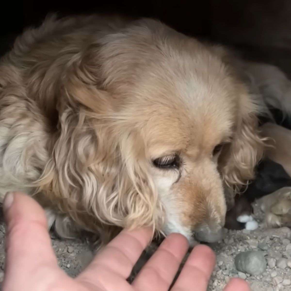 stray mother dog and puppies