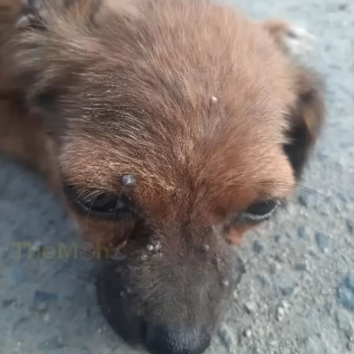 stray puppy laying on the ground