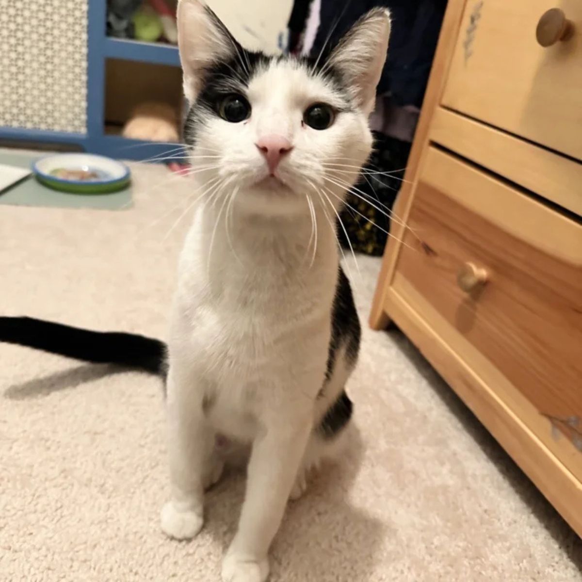 sweet black and white cat