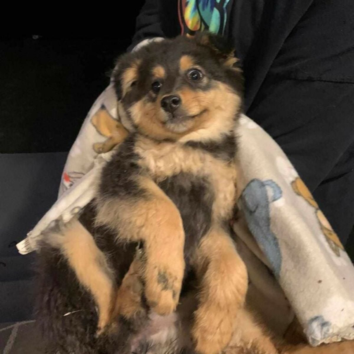 sweet dog in car