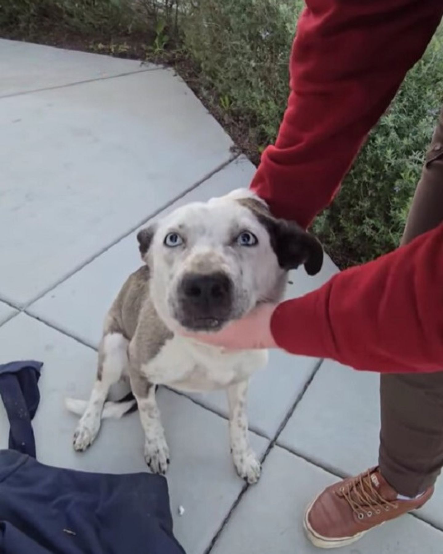 sweet dog with cute eyes