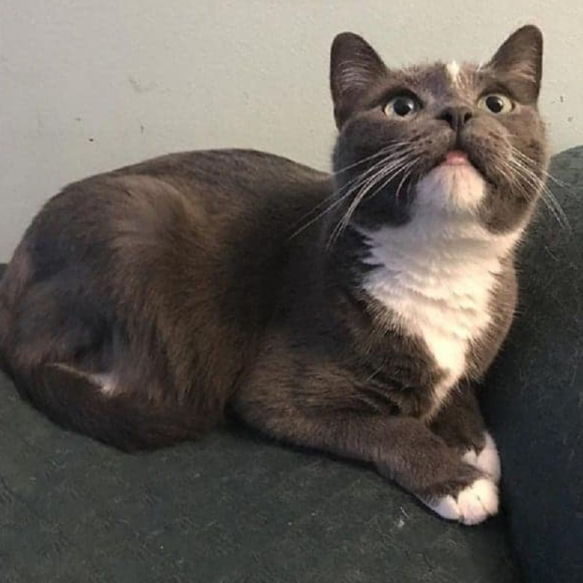 sweet gray and white cat