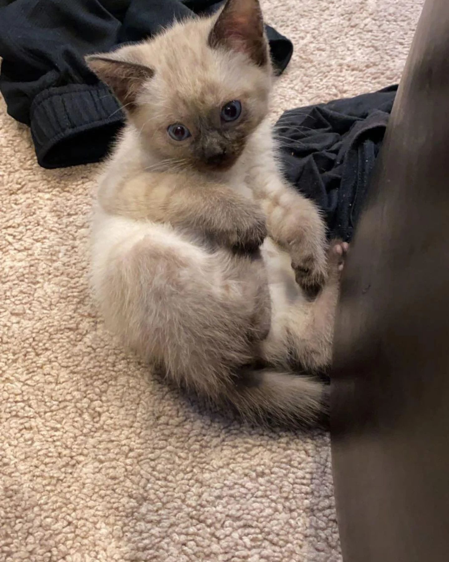 sweet gray kitten