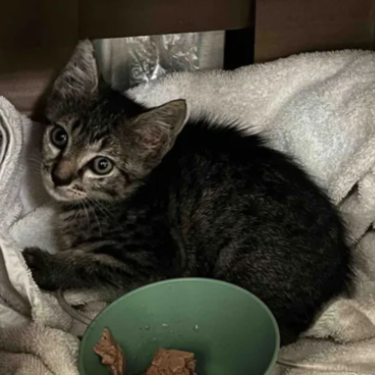 sweet kitten and food