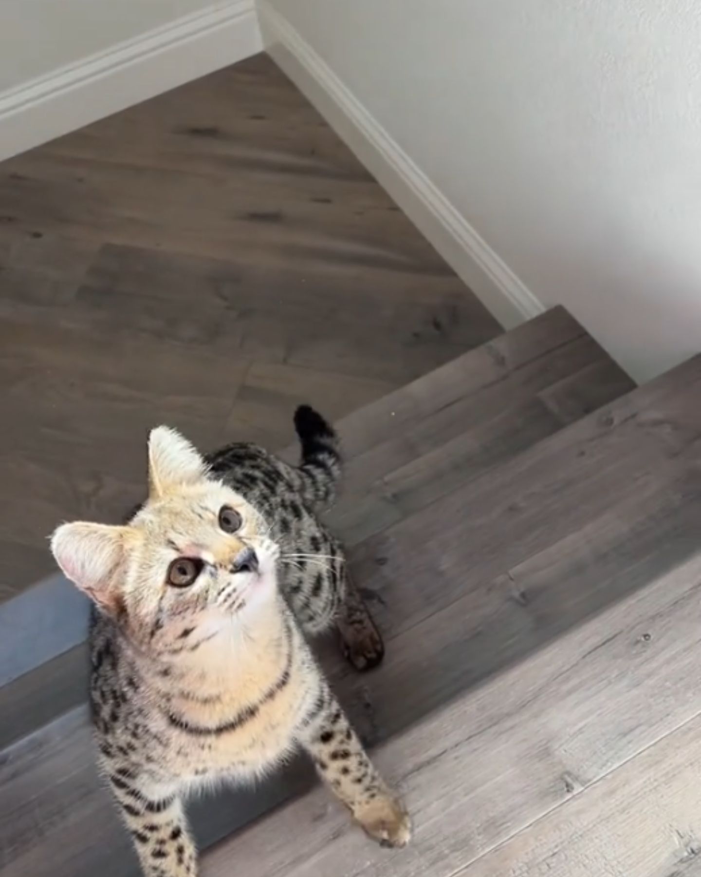 sweet savannah cat