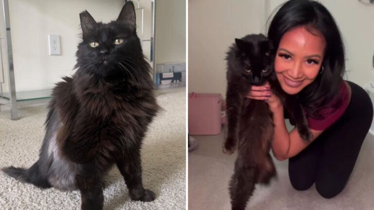 LA Actress Adopts A Cat With Cancer For Her Final Days, Only To Witness A Miracle
