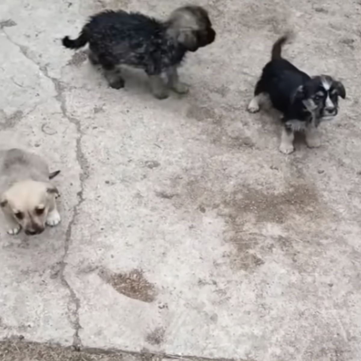 three abandoned puppies