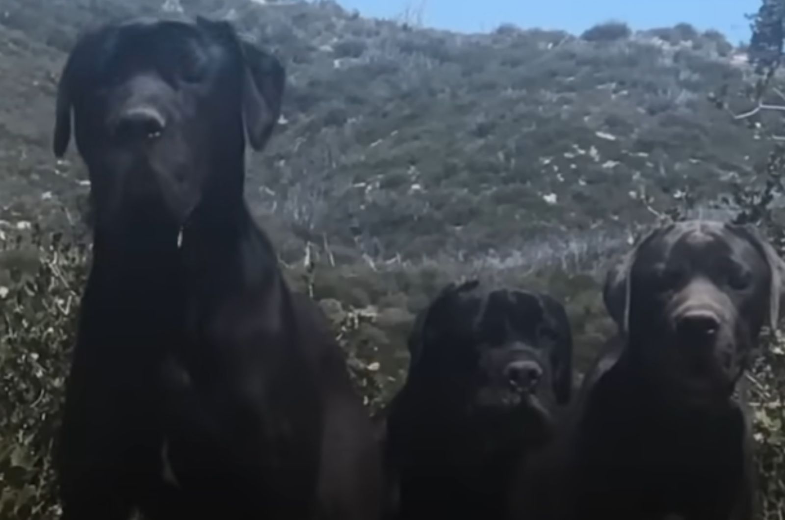 three black dogs