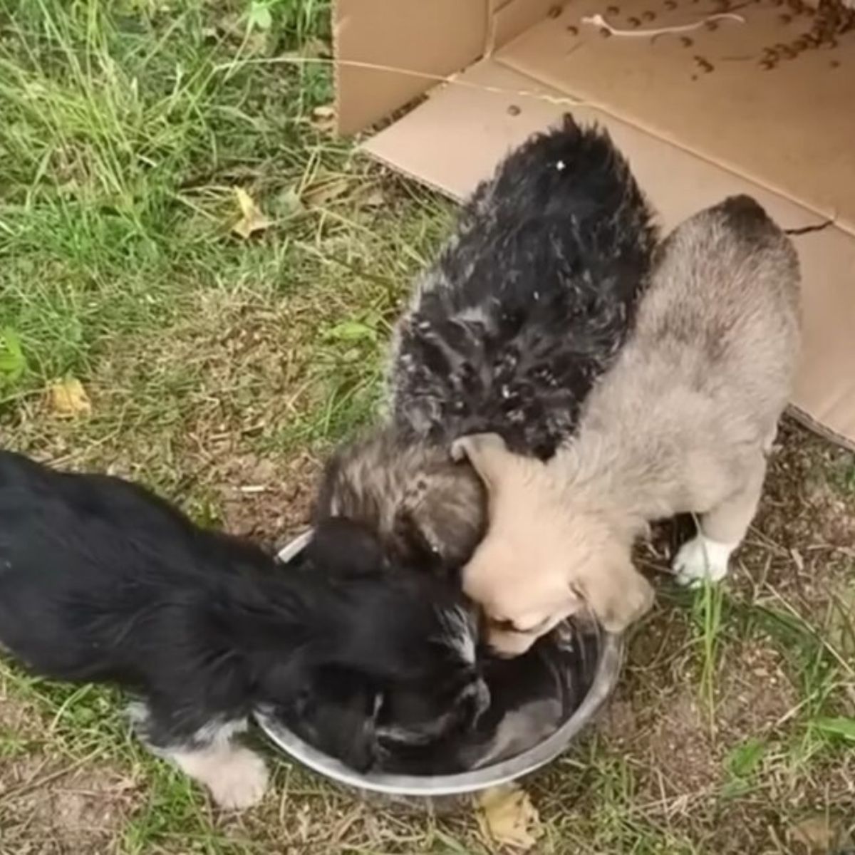 three cute puppies