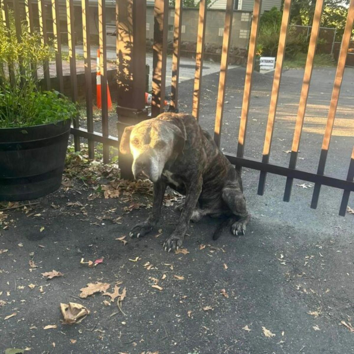 tied dog to a fence