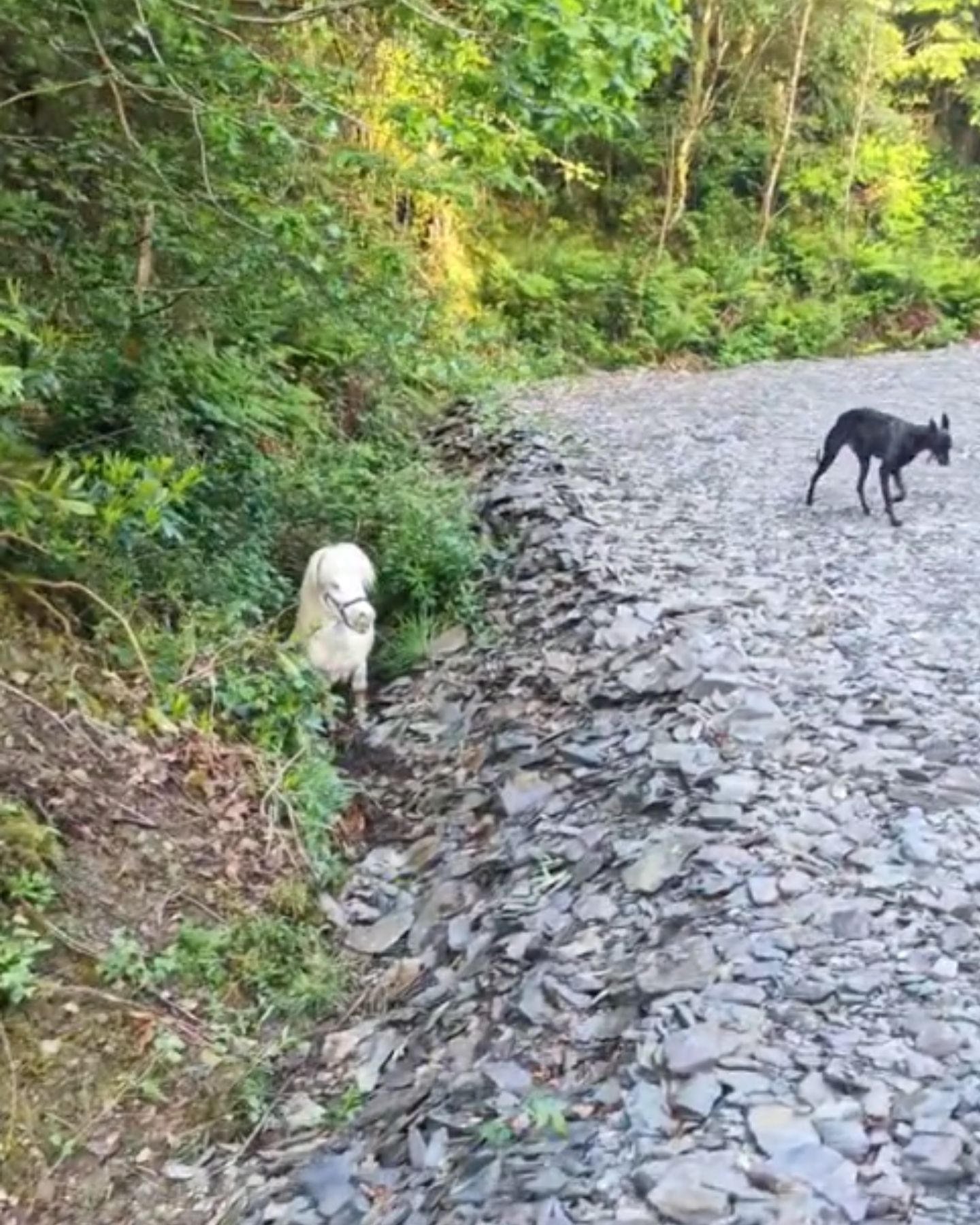 tiny dog on a road