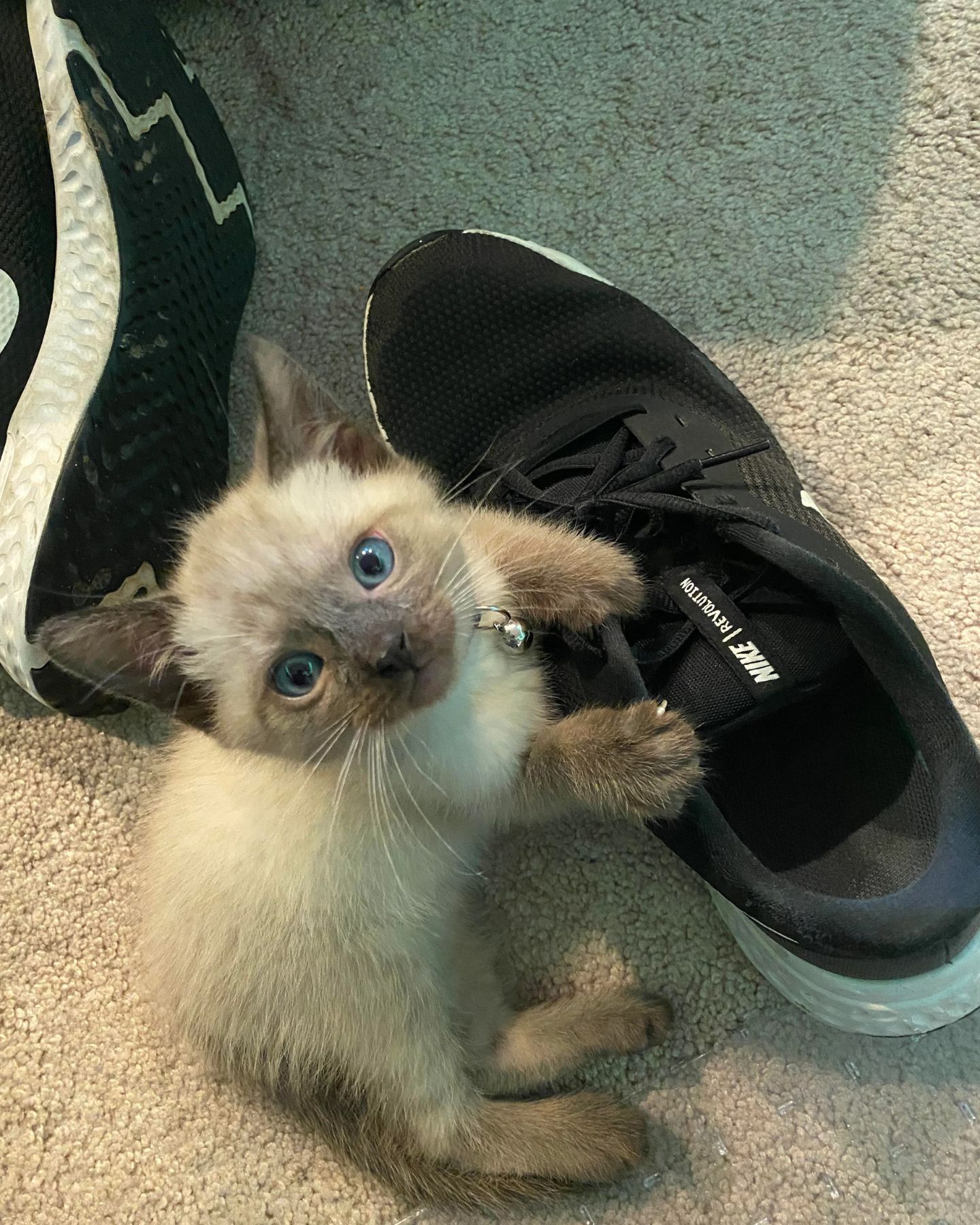 tiny kitten and shoes