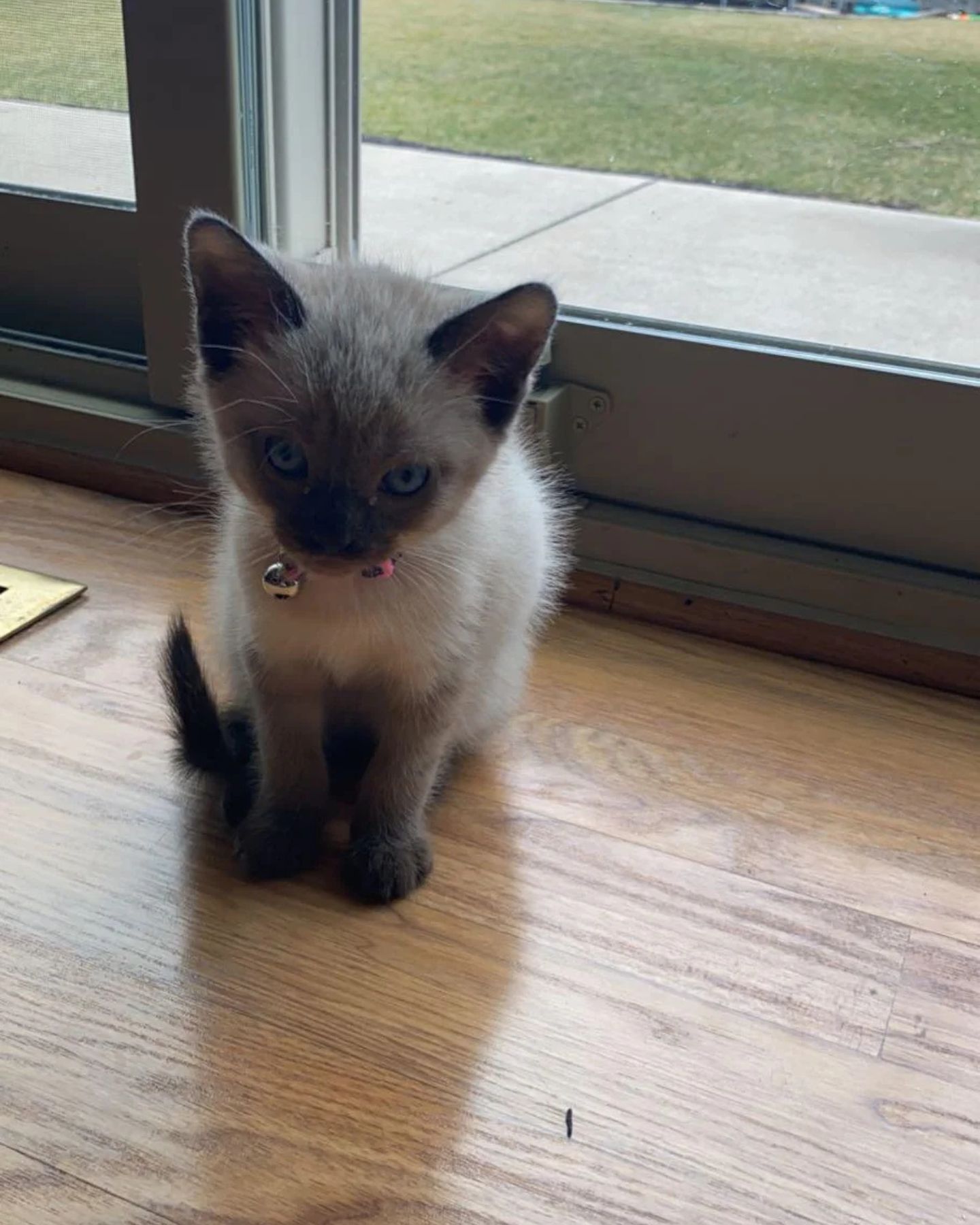 tiny kitten