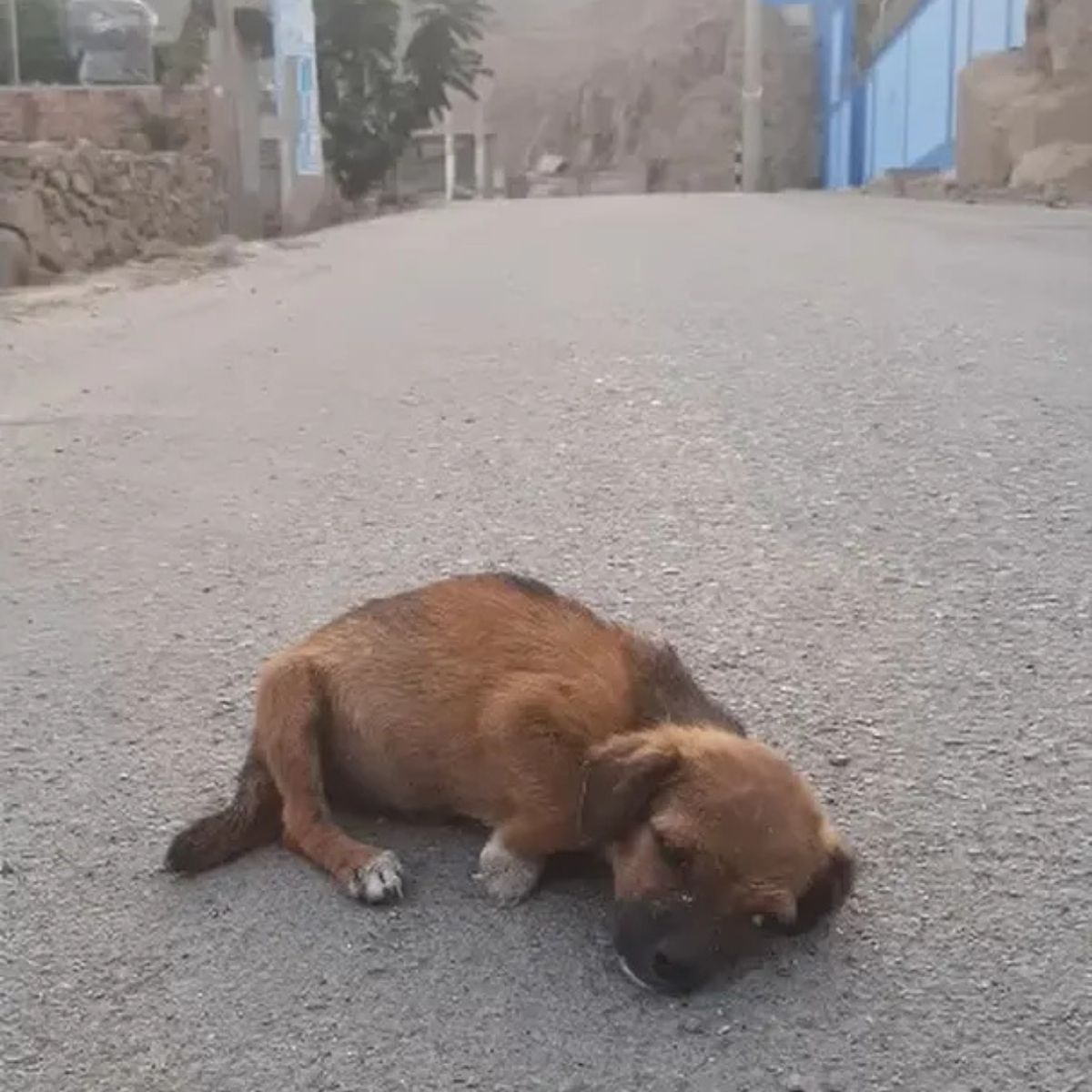 tiny puppy laying on the road