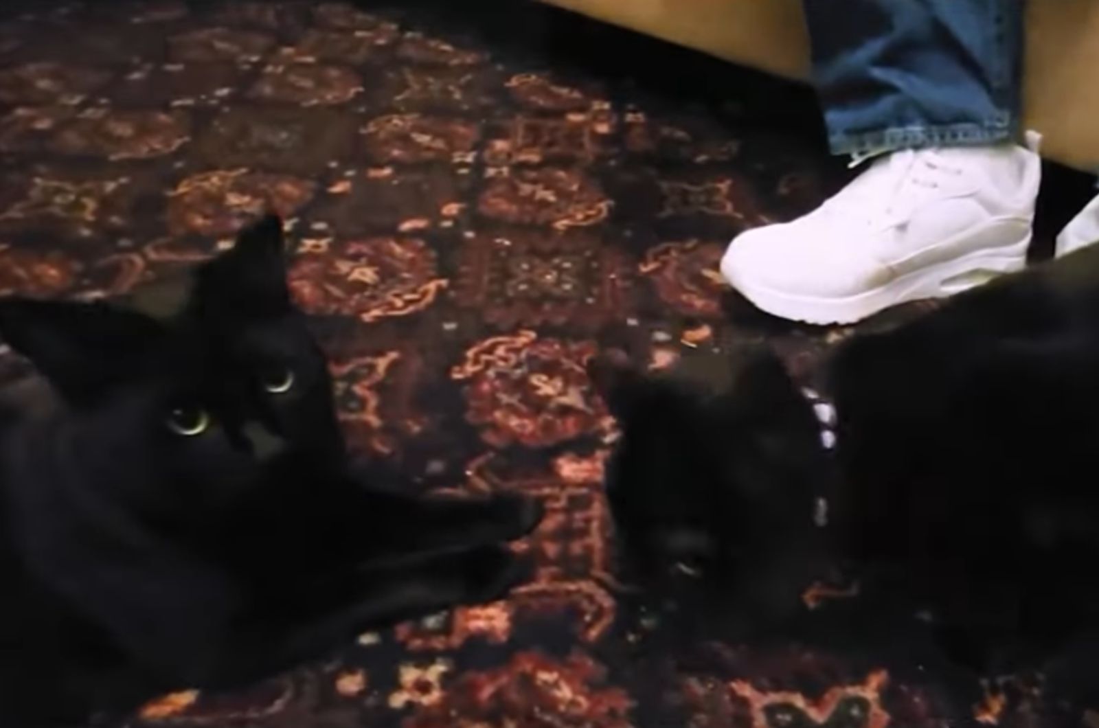 two black cats