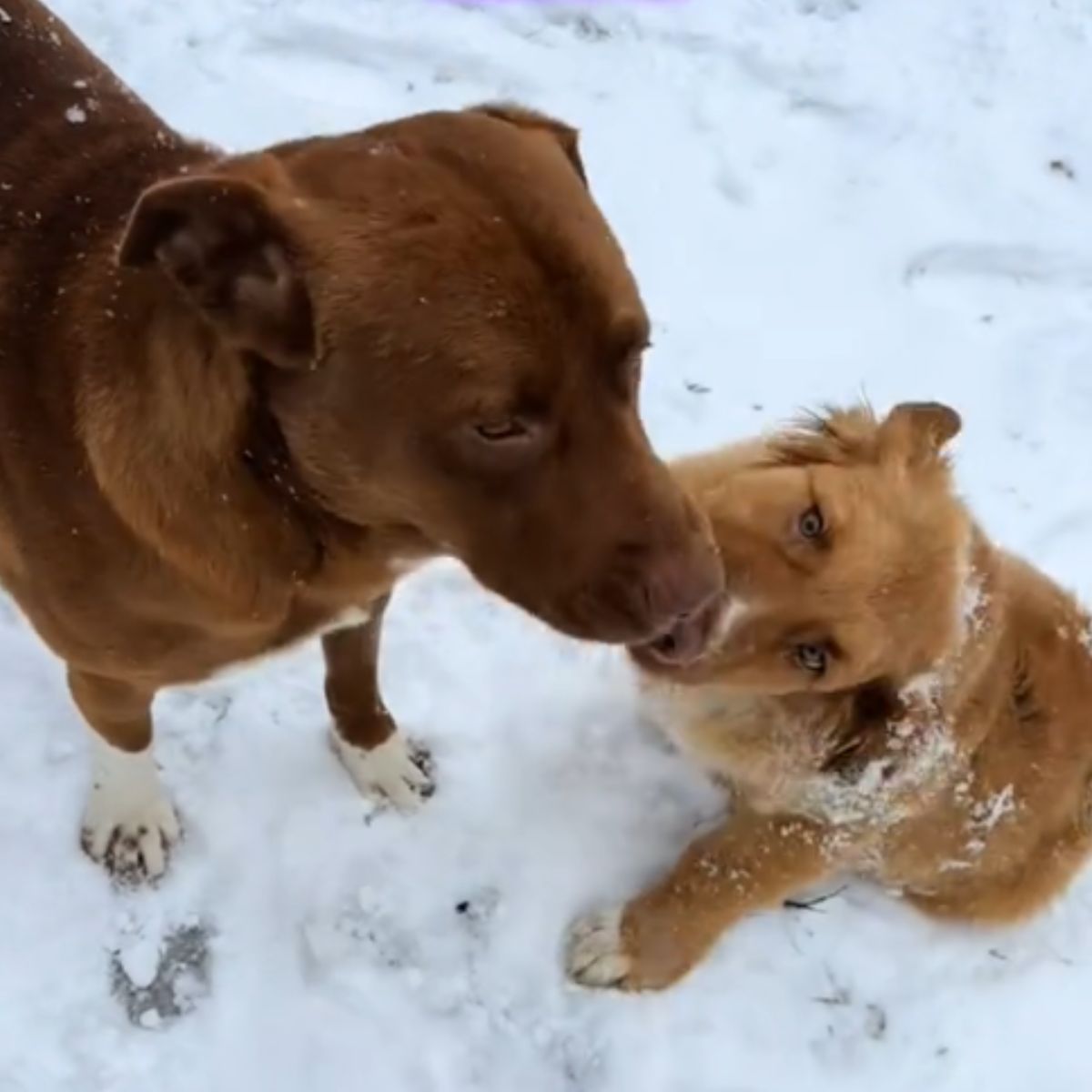 two brown dogs