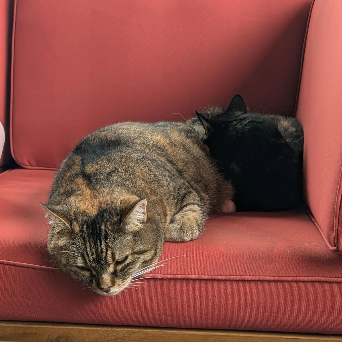 two cats laying on sofa