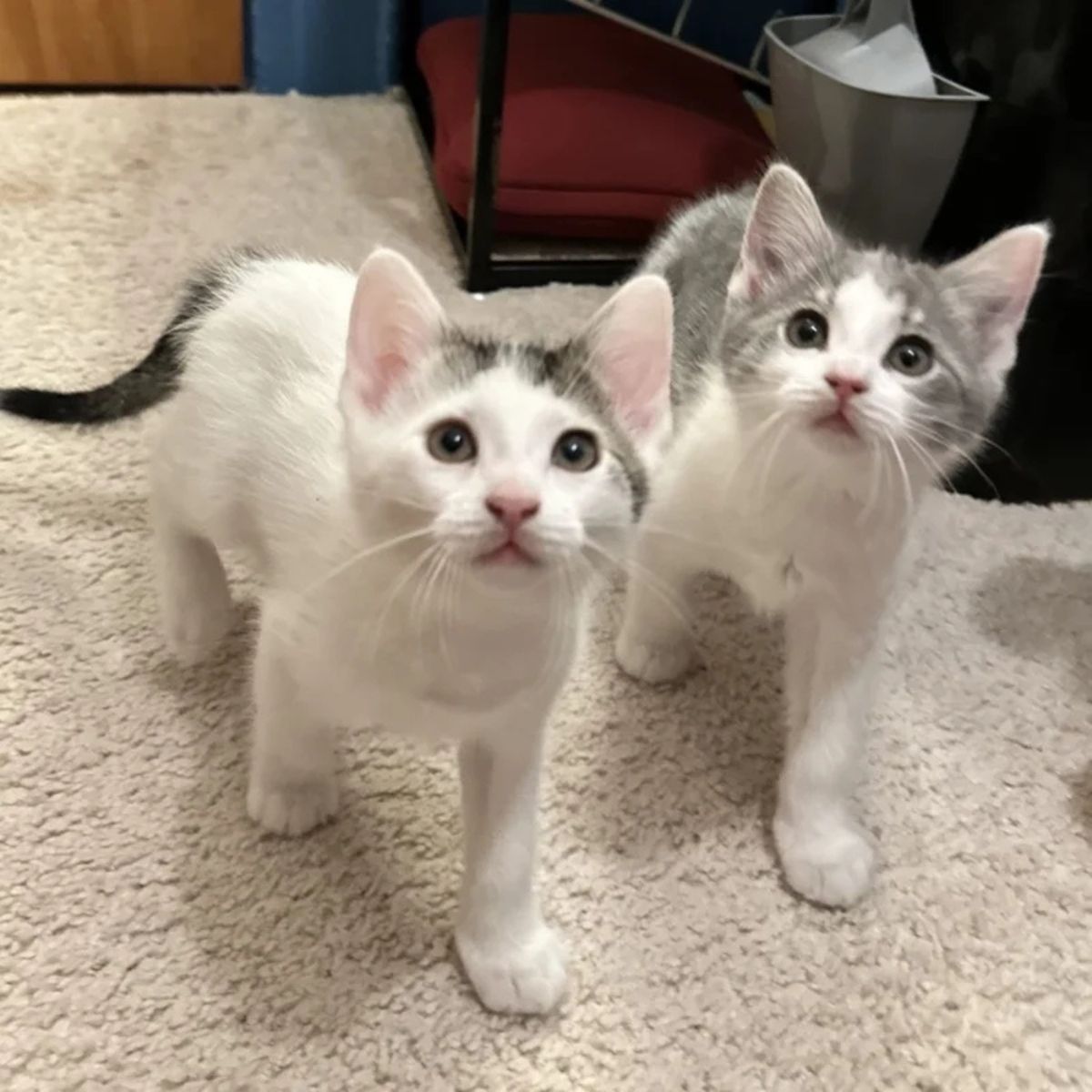 two cute kittens