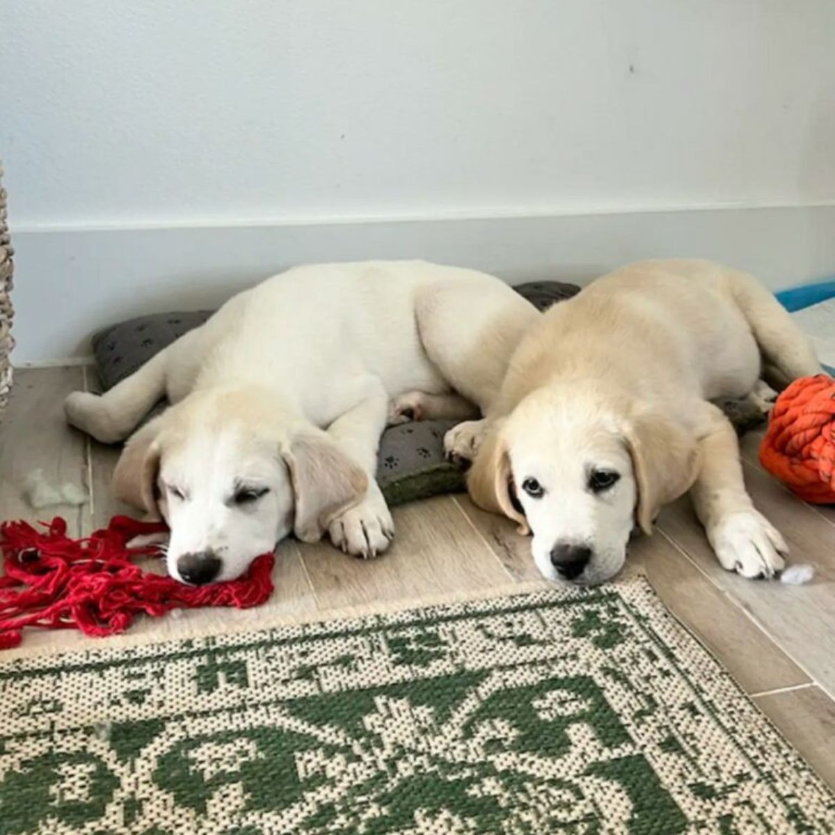 two cute white puppies