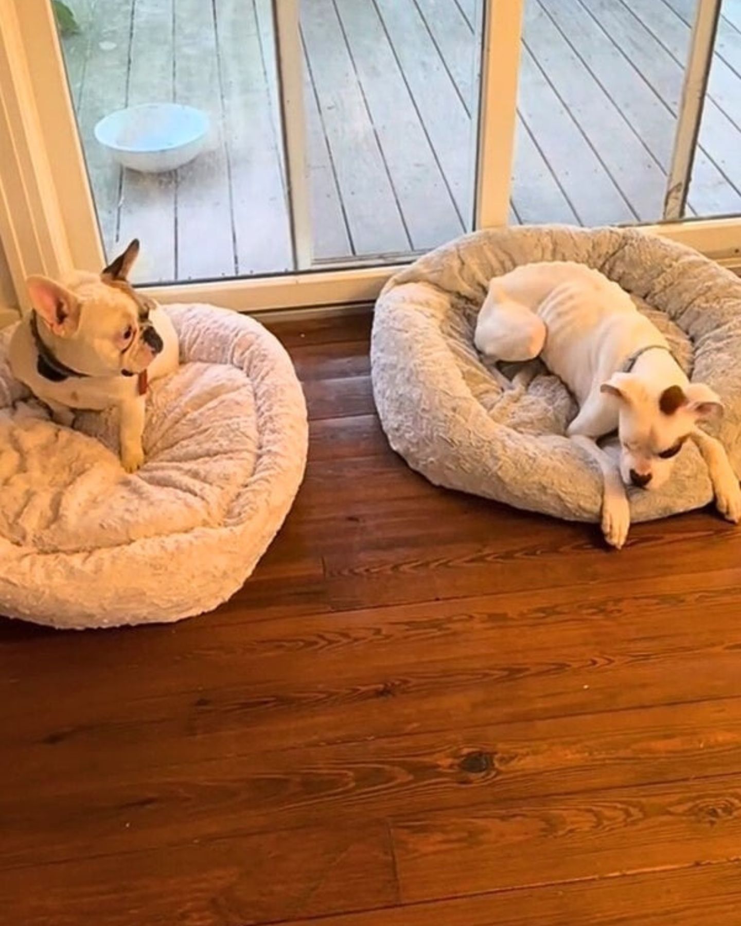 two dogs in dog beds