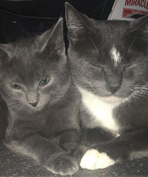 two gray cats