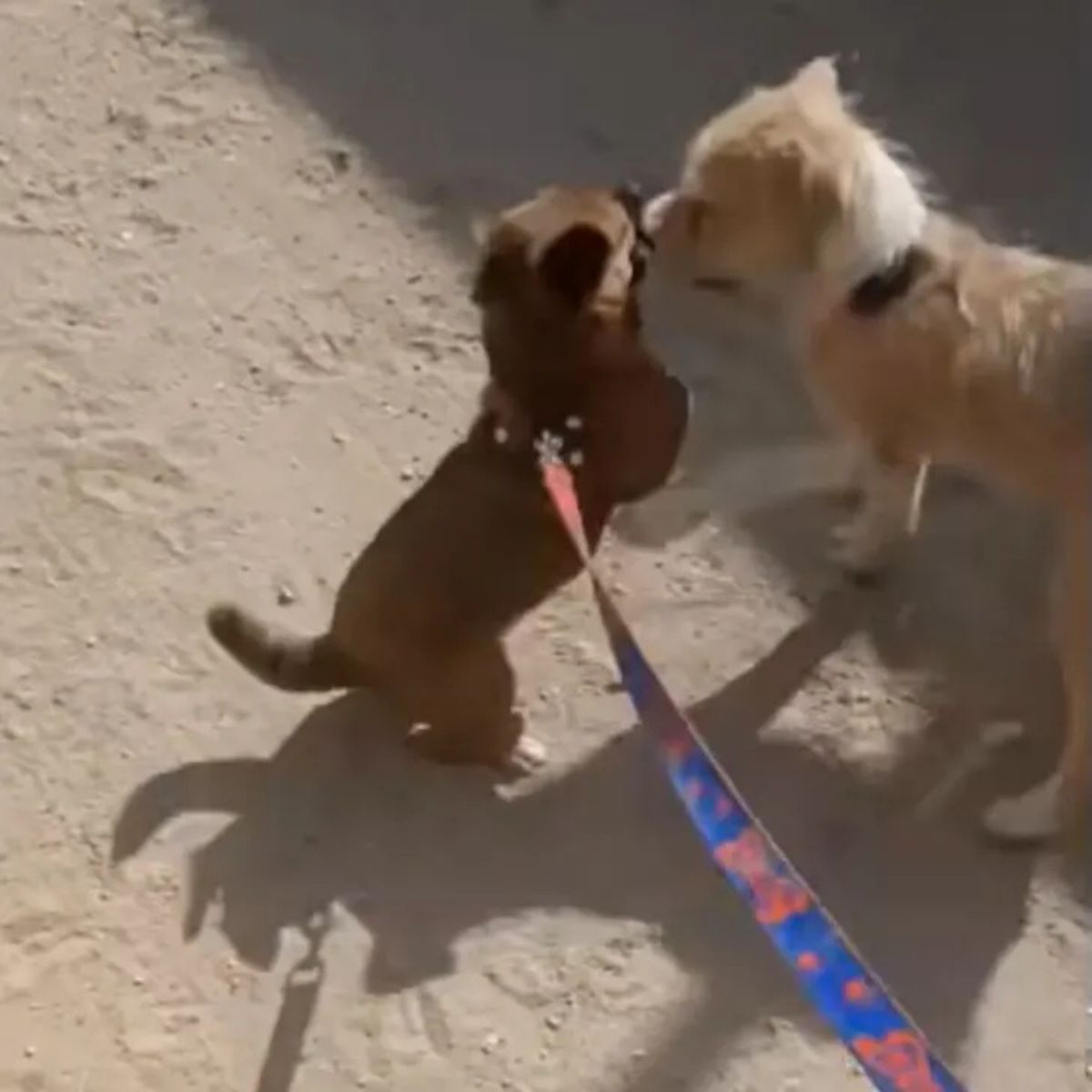 two puppies playing together