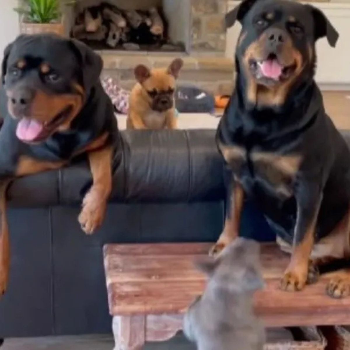 two rottweilers and a frechie puppy