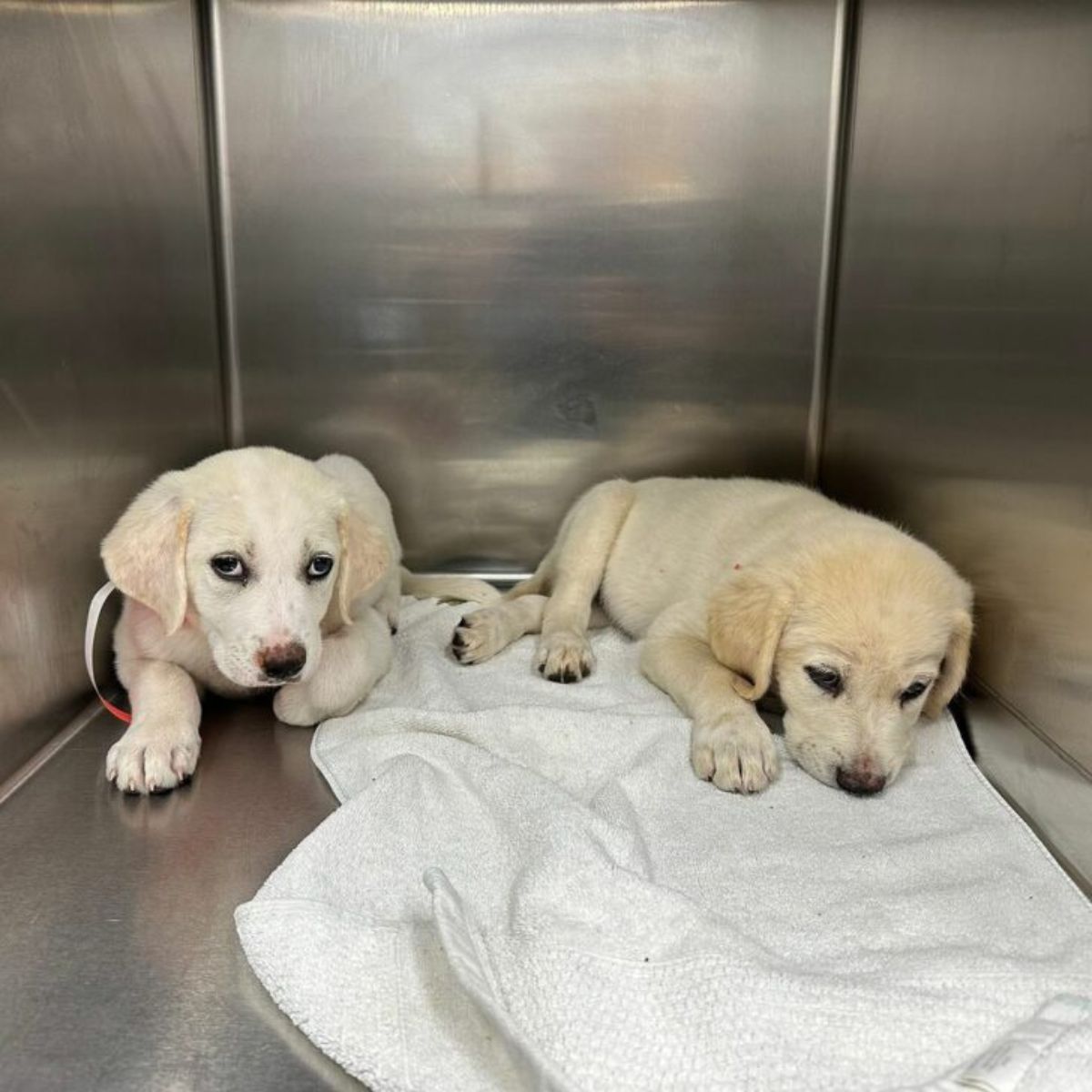 two white puppies