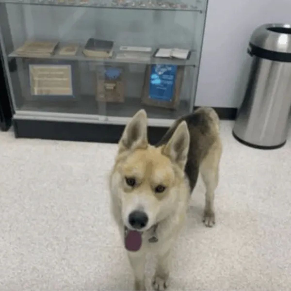 very cute dog in a police station