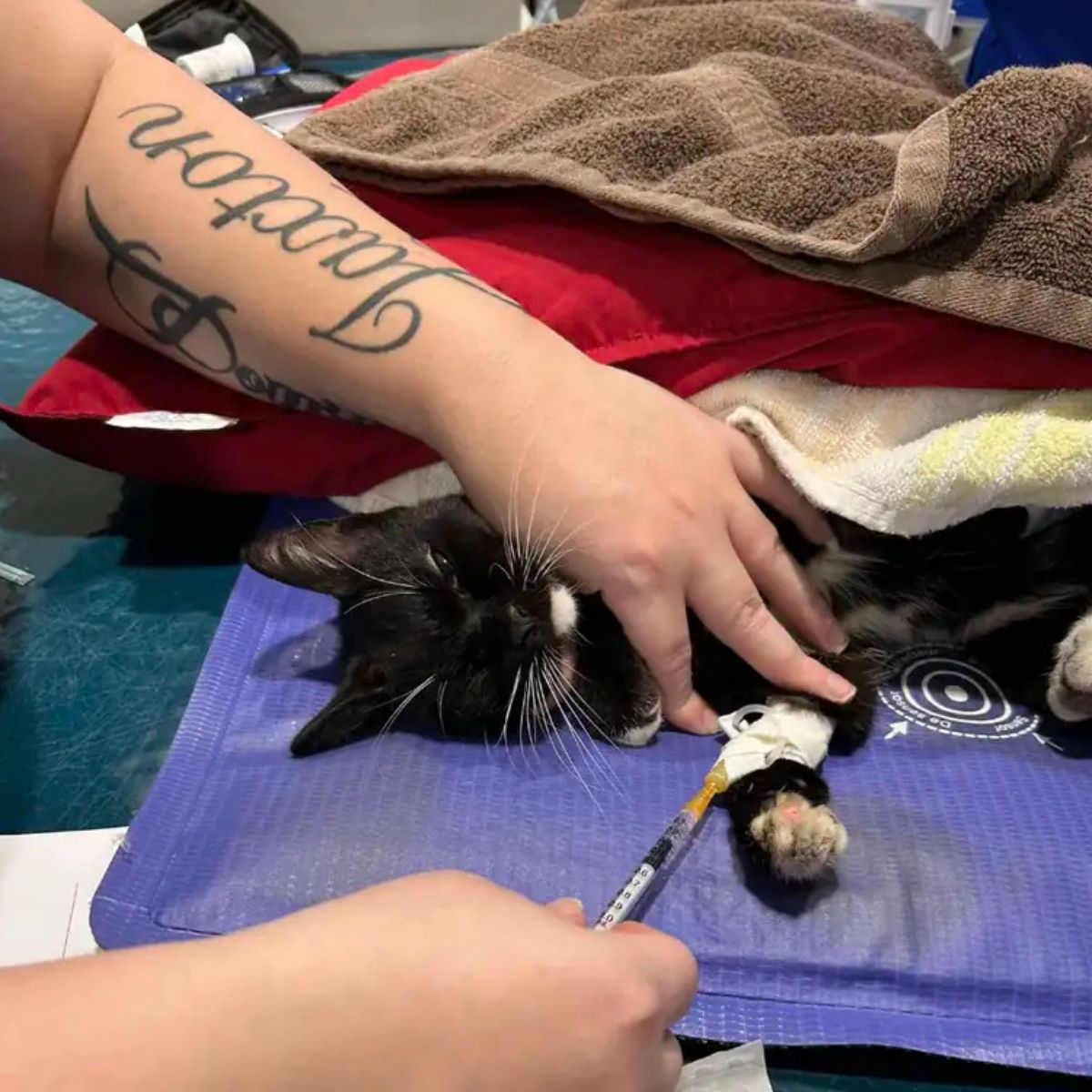 vet helping a black cat