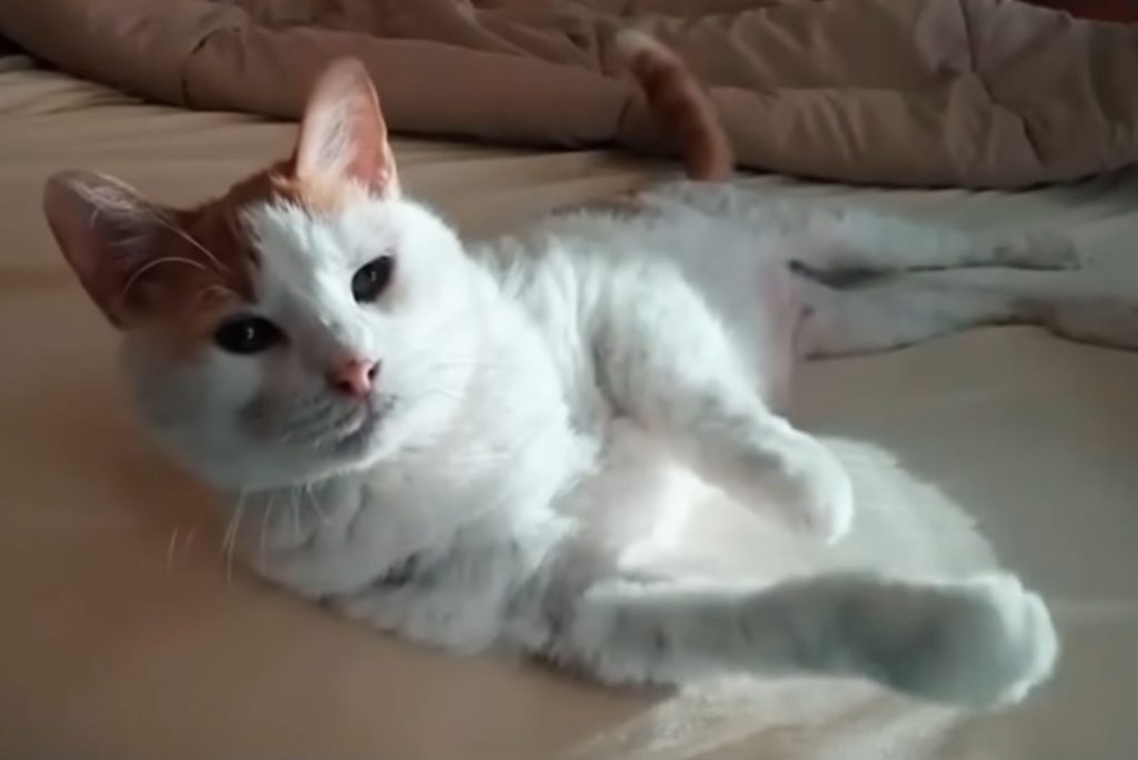 white and orange cat lying on bed