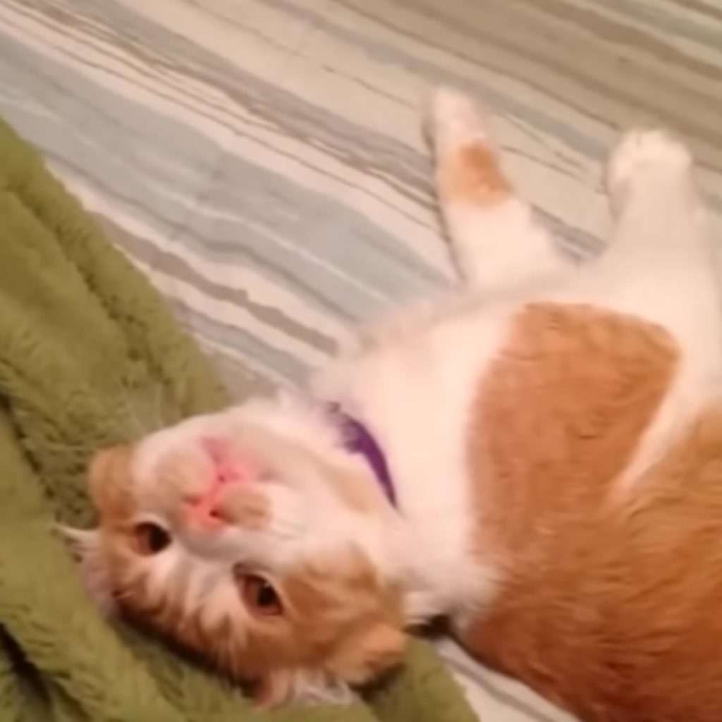 white and orange cat lying on the floor