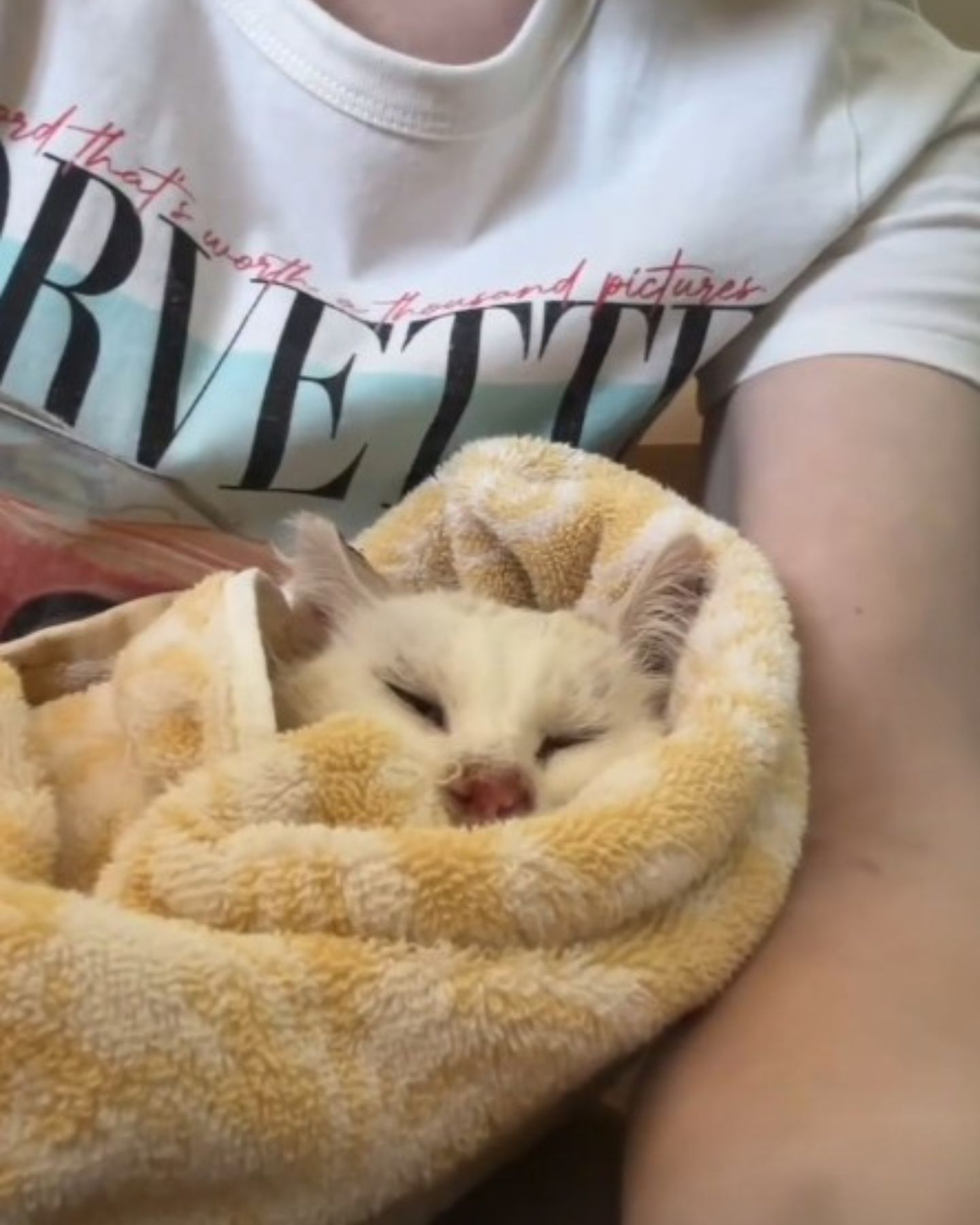 white cat wrapped up in a blanket