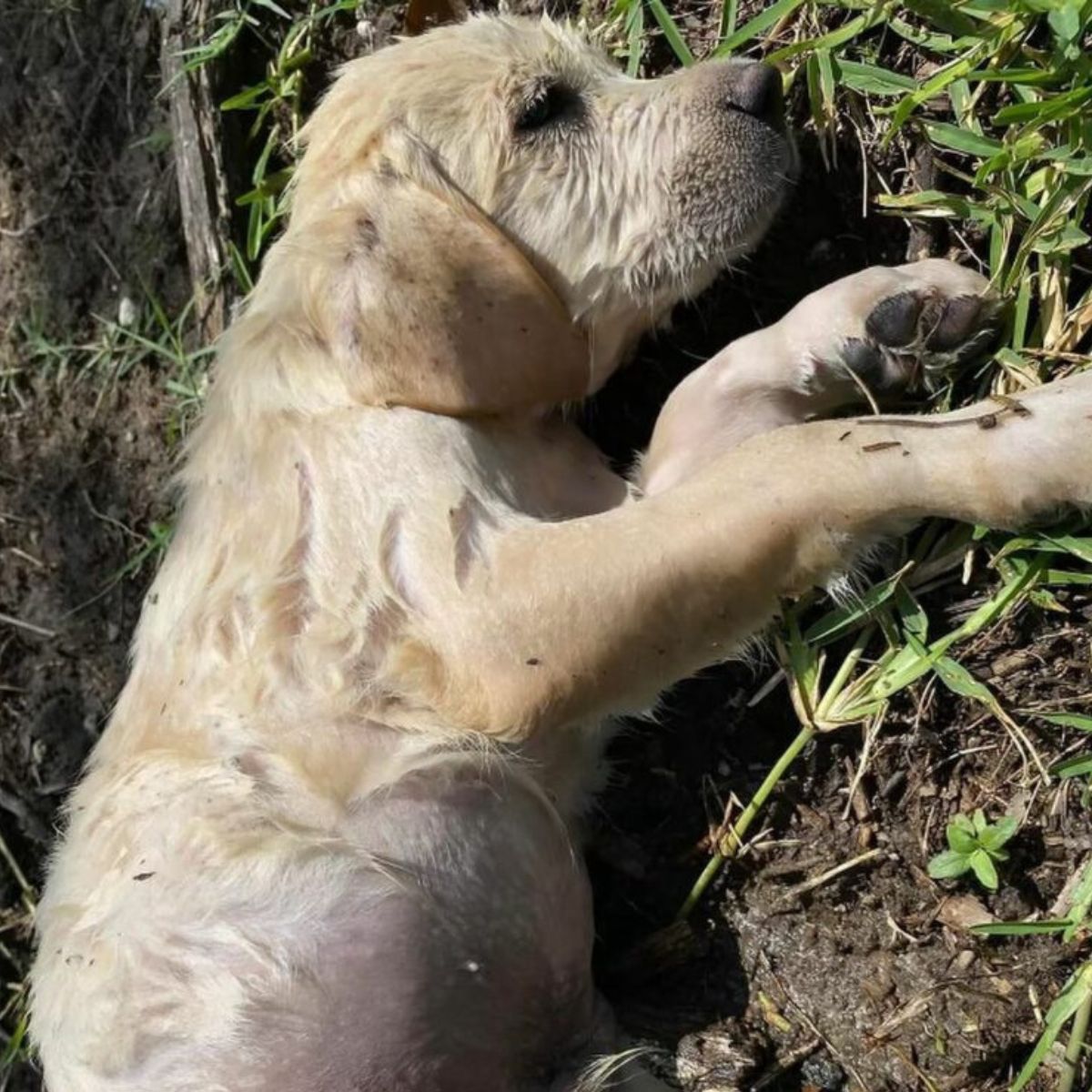 white dog laying on the ground