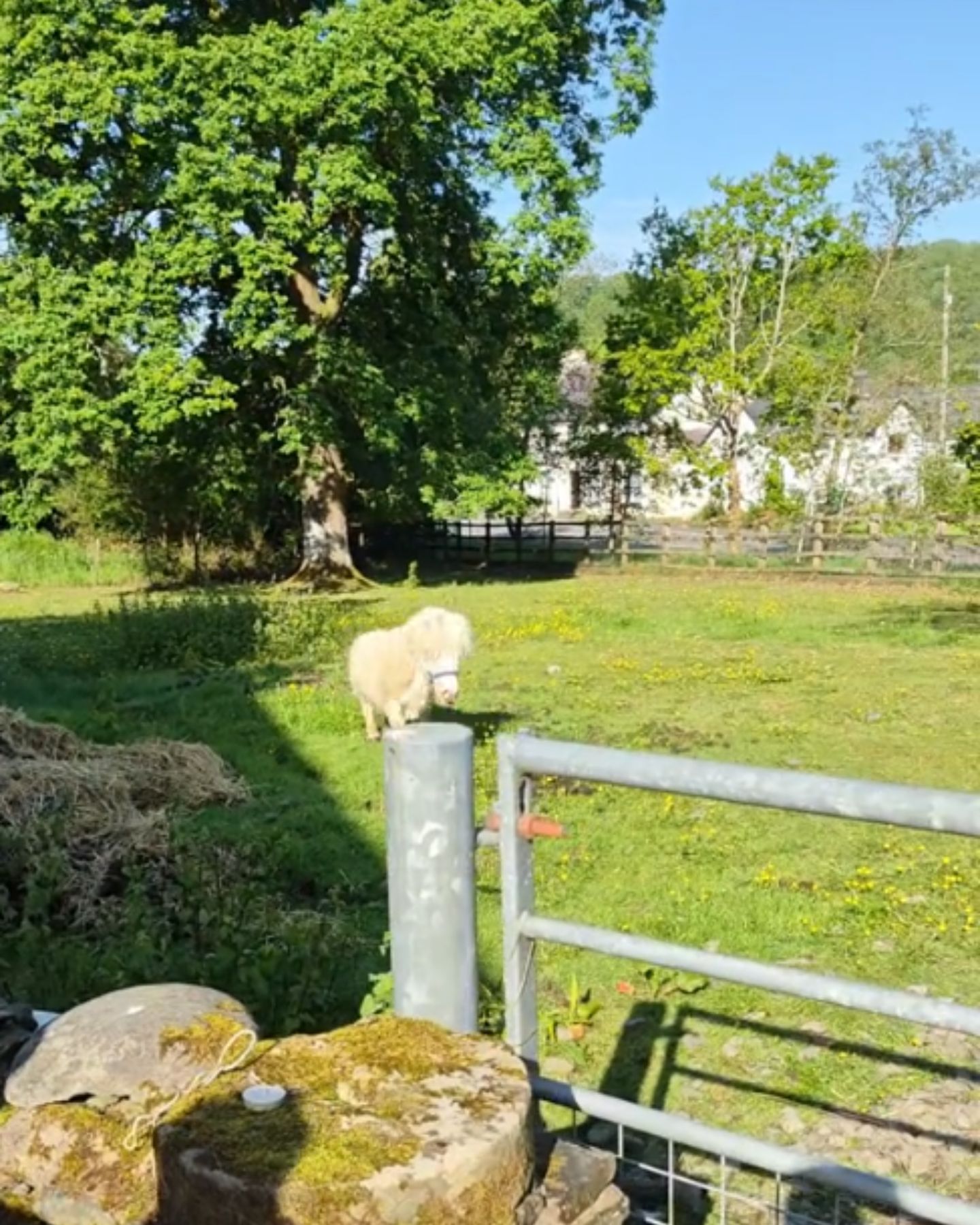 white horse walking