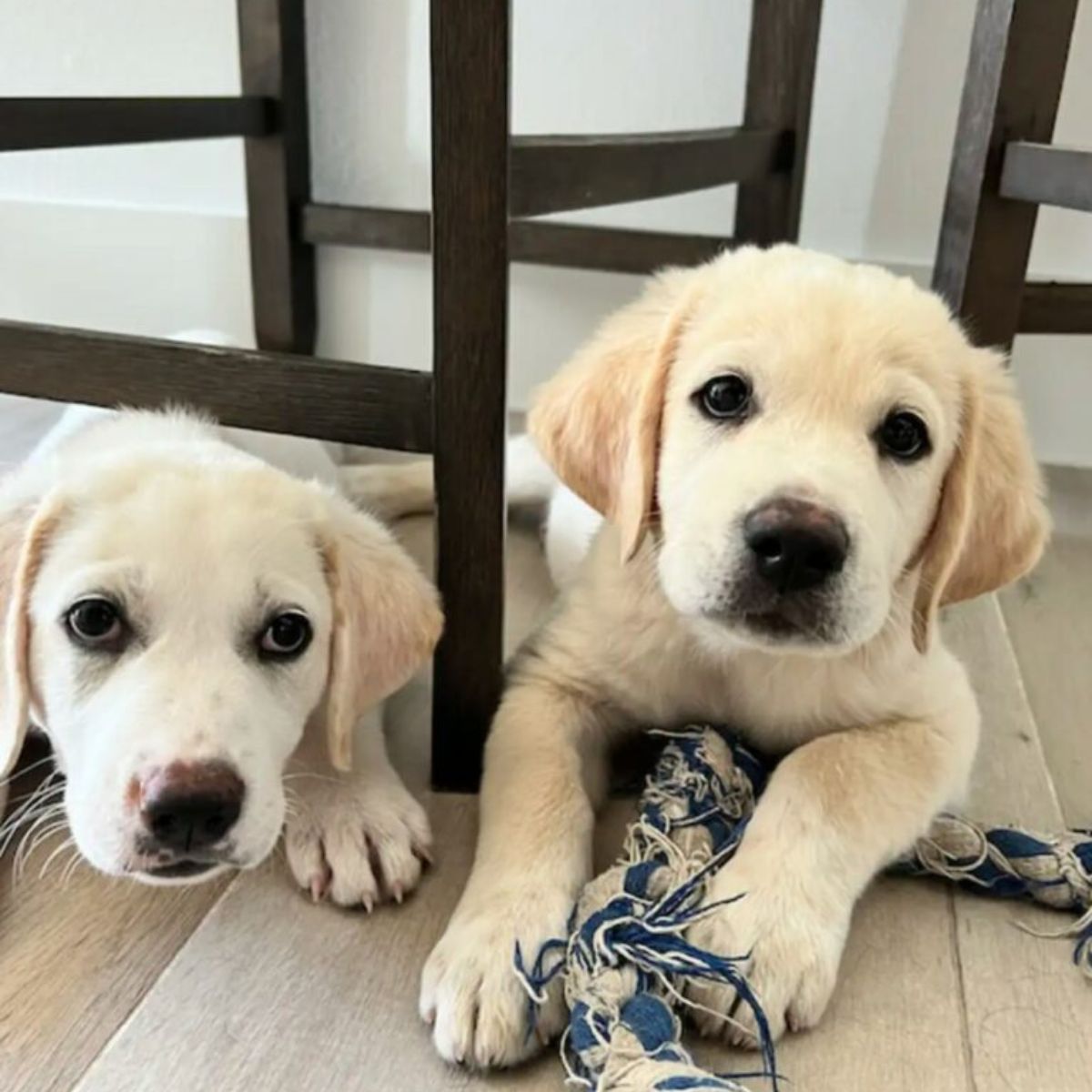 white puppies posing for picture