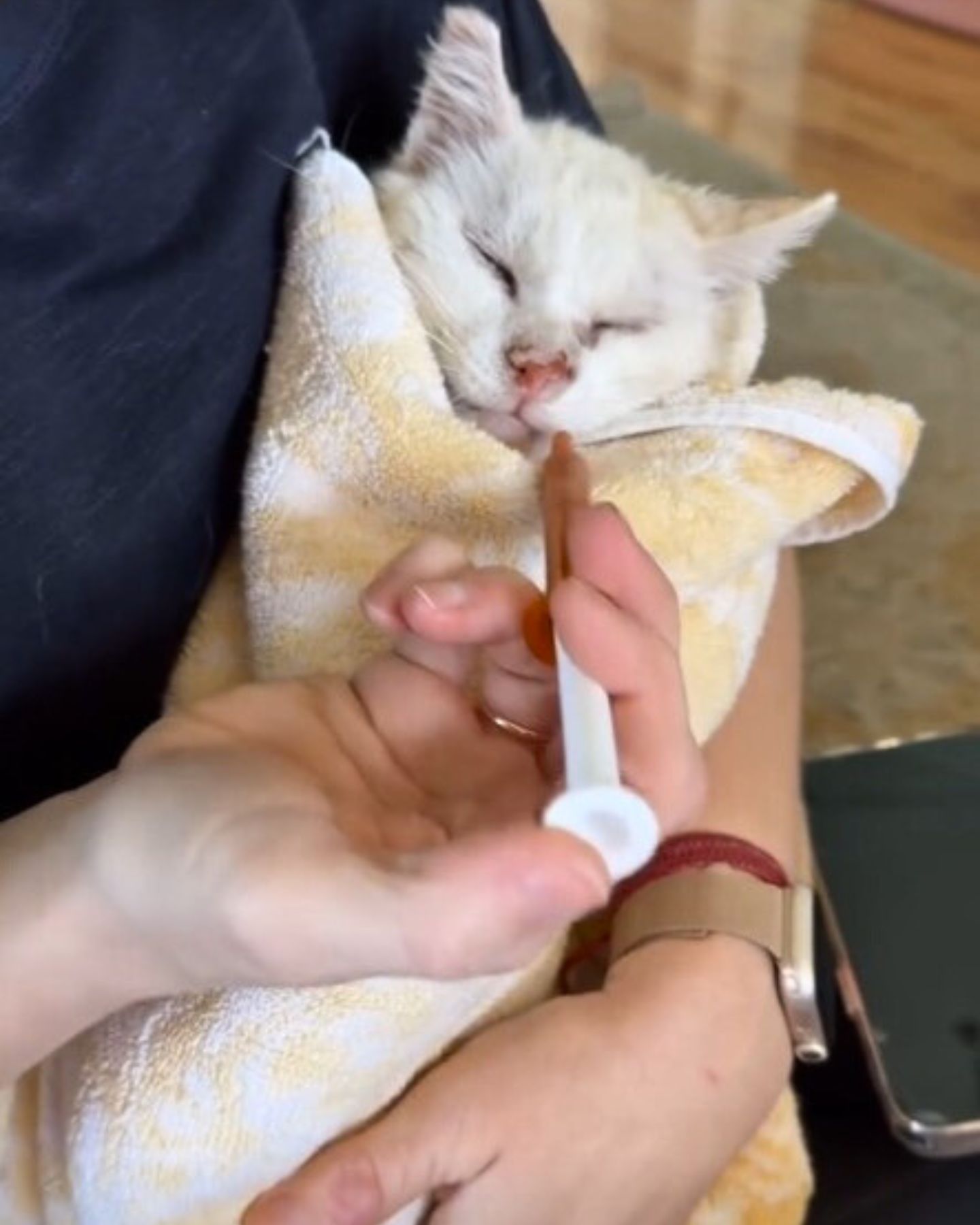 woman feeding a sick white cat