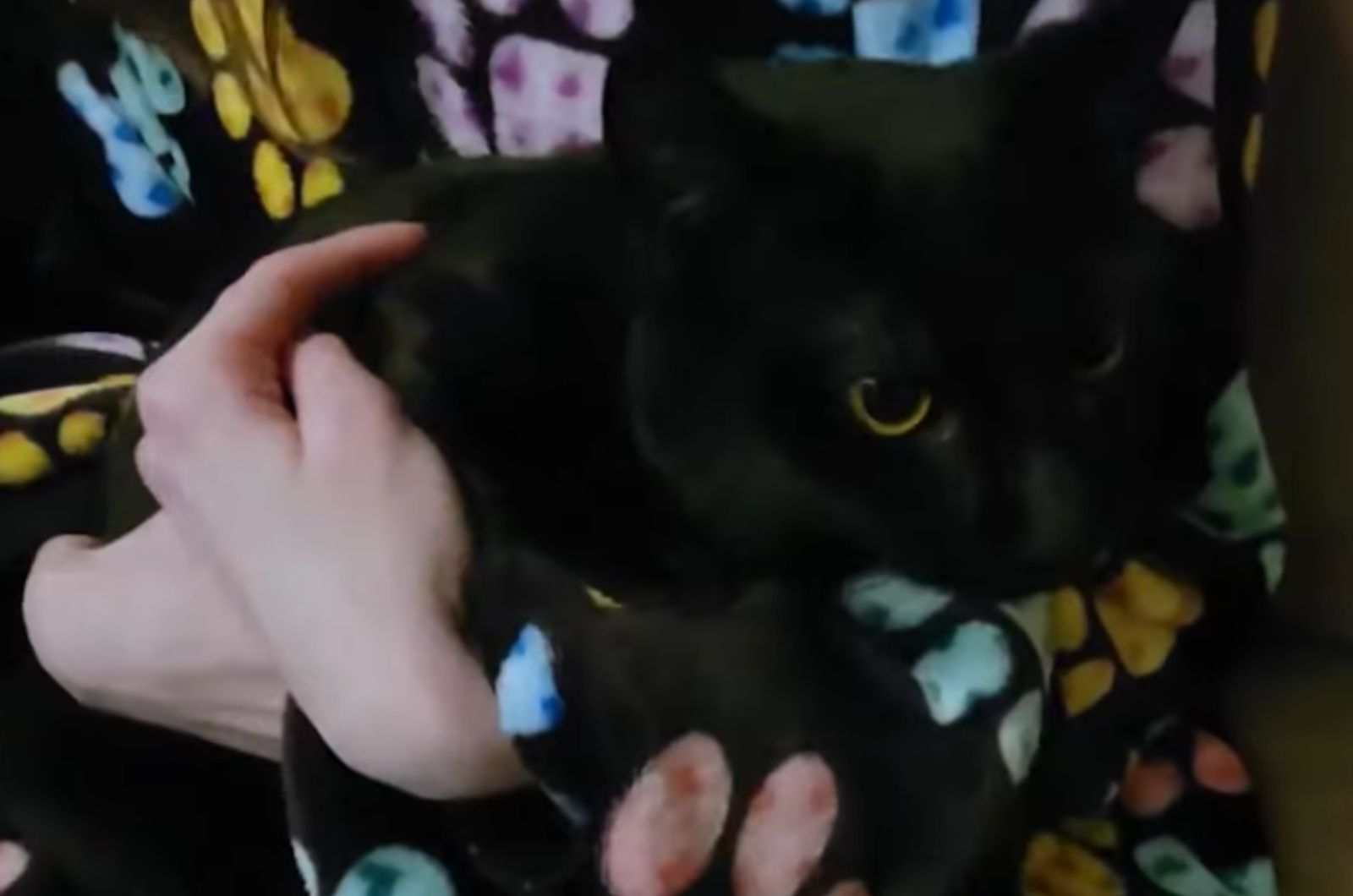 woman holding a black cat