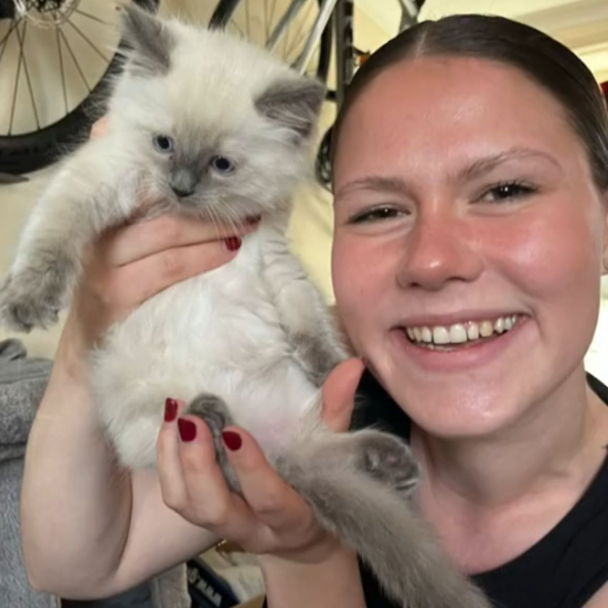 woman holding a ragdoll kitten