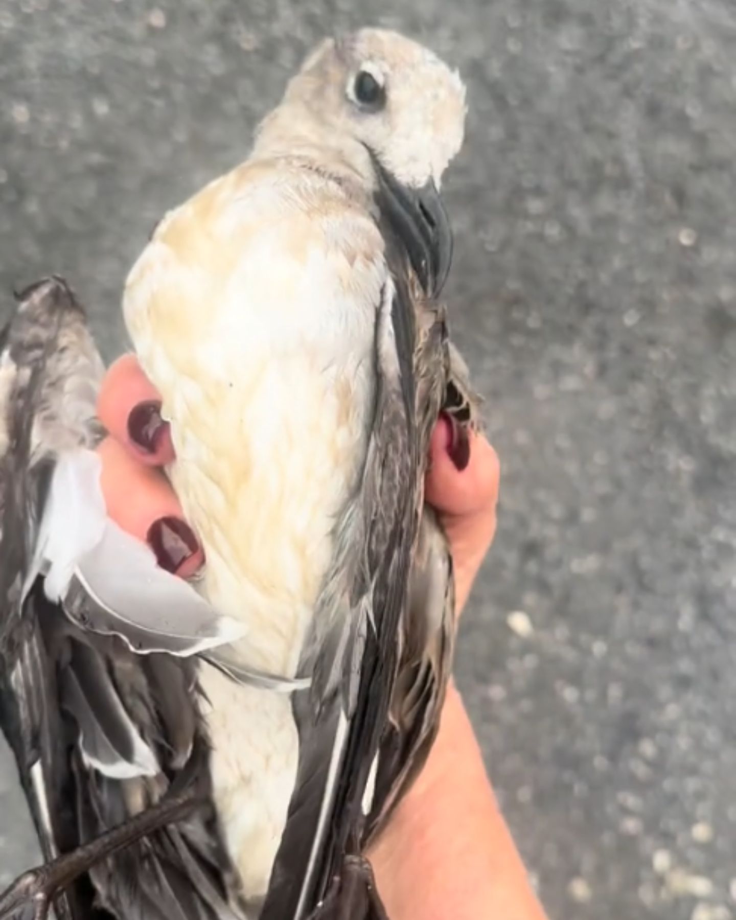 woman holding an injured seagull