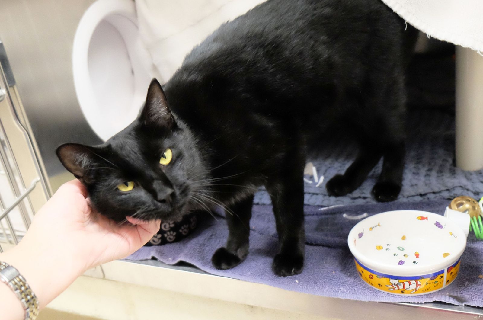 woman petting a black cat